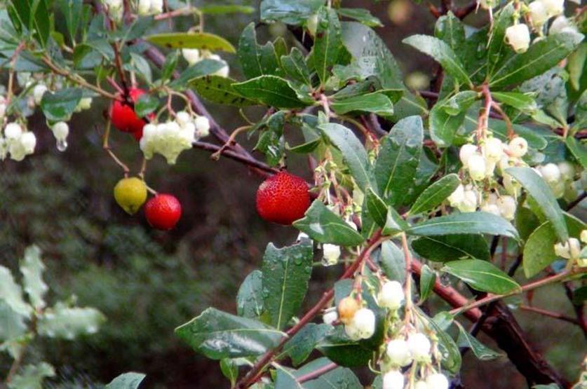 Tabiattaki binlerce yıllık şifa iksirleri