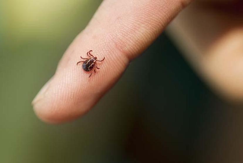 Lyme hastalığı nedir Nelere dikkat edilmelidir