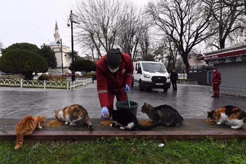 Bakan Kurum anlattı: Sokak hayvanları ve tehlikeli ırklara 4 ayaklı çözüm planı