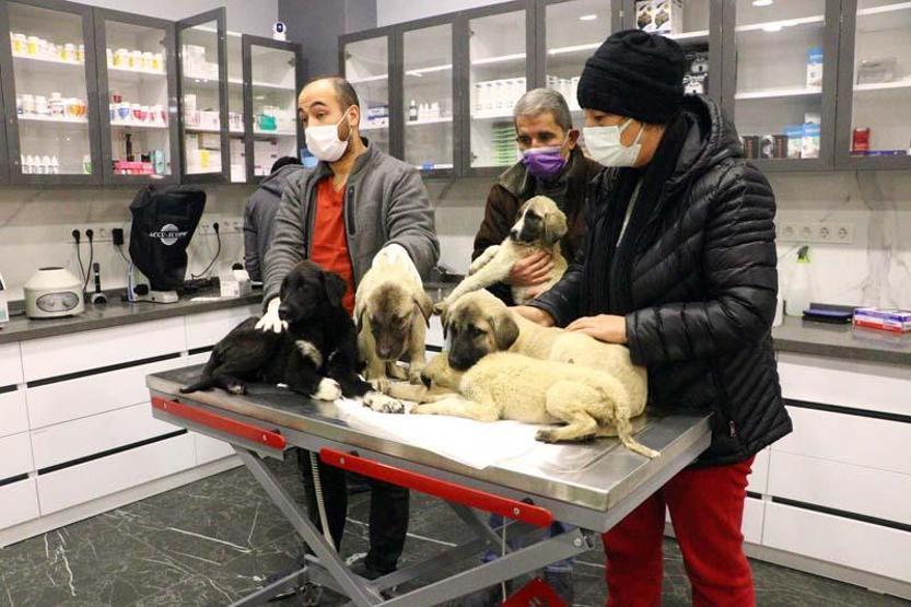 Can çekişirken bulunan 9 köpekten 4ü öldü