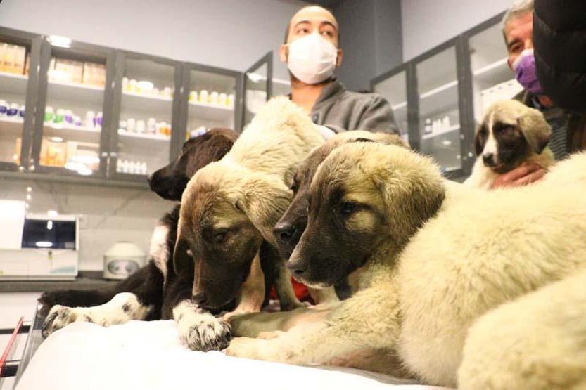 Can çekişirken bulunan 9 köpekten 4ü öldü