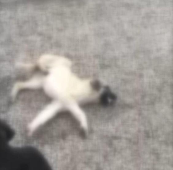 Can çekişirken bulunan 9 köpekten 4ü öldü