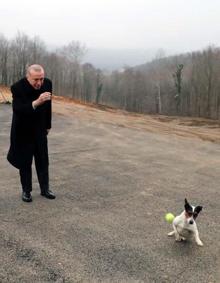 Erdoğanın barınakta ilgilendiği Maylonun hikayesi