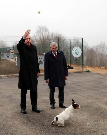 Erdoğanın barınakta ilgilendiği Maylonun hikayesi