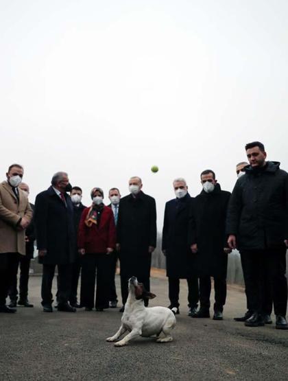 Erdoğanın barınakta ilgilendiği Maylonun hikayesi