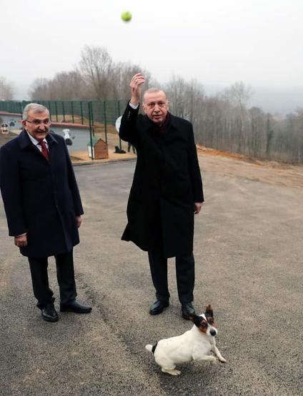 Erdoğanın barınakta ilgilendiği Maylonun hikayesi