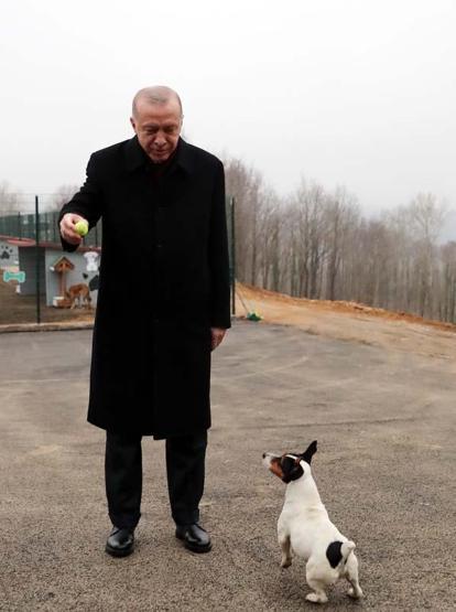 Erdoğanın barınakta ilgilendiği Maylonun hikayesi