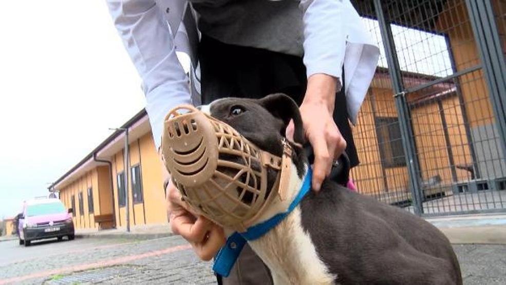 Barınaklar terk edilen Pitbull ile doldu