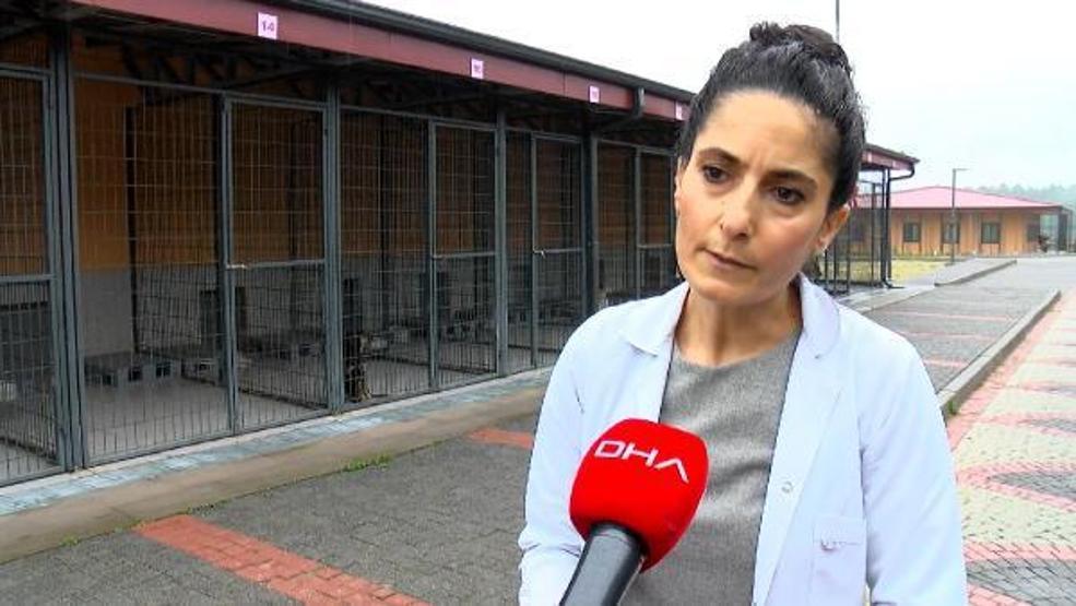 Barınaklar terk edilen Pitbull ile doldu