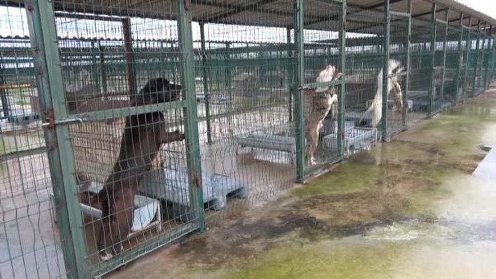 Çip takılıp terk edilen yasaklı ırklar sahiplenilebilir mi: Veteriner Hekimler Odası Başkanı yanıtladı