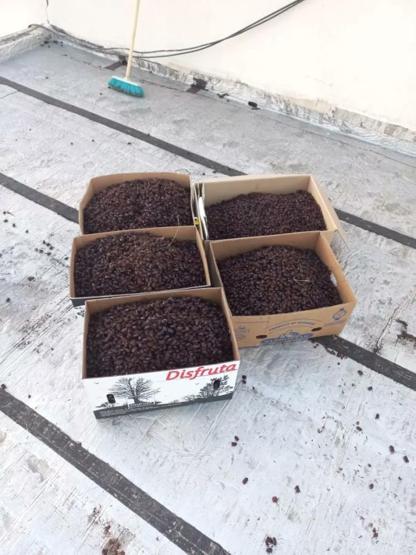 Arjantin’de gergedan böceği istilası