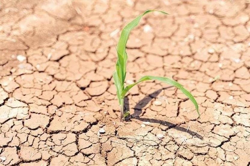 Dünyanın tarım haritasında endişelendiren değişim