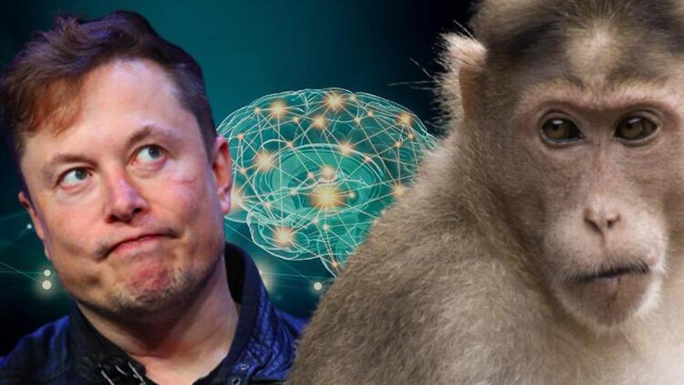 Musk reddetti, üniversite doğruladı… Tartışmalı Neuralink projesinin perde arkasında neler yaşanıyor