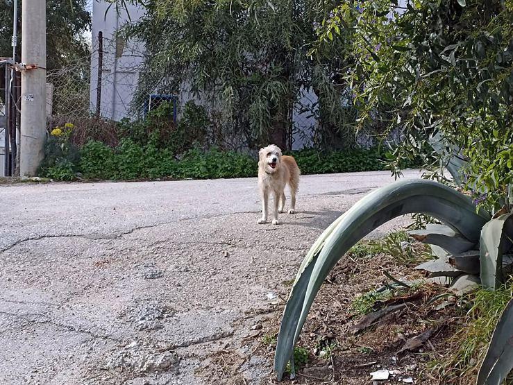 Hayatını kaybeden Akrep Nalan’ın köpeği Lucy, olan biteni uzaktan izledi