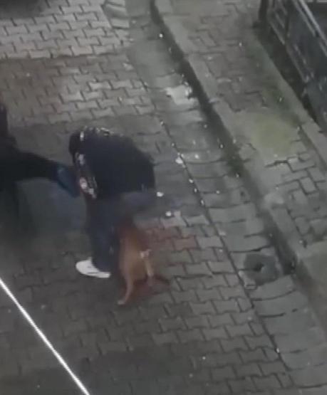 Pitbull dehşeti Yoldan geçen adamın bacağını ısırdı