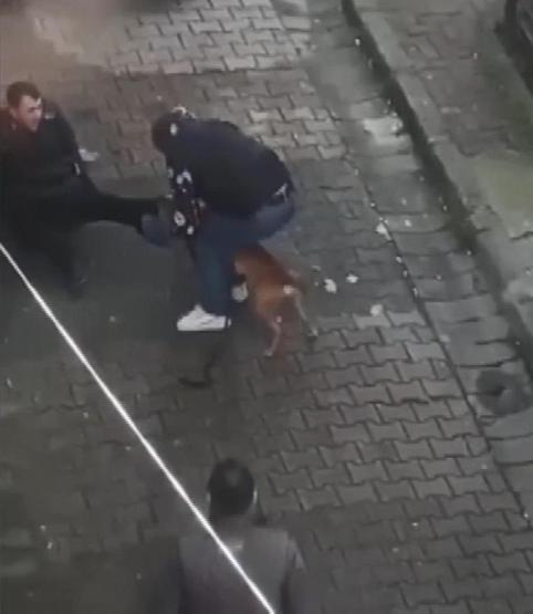 Pitbull dehşeti Yoldan geçen adamın bacağını ısırdı