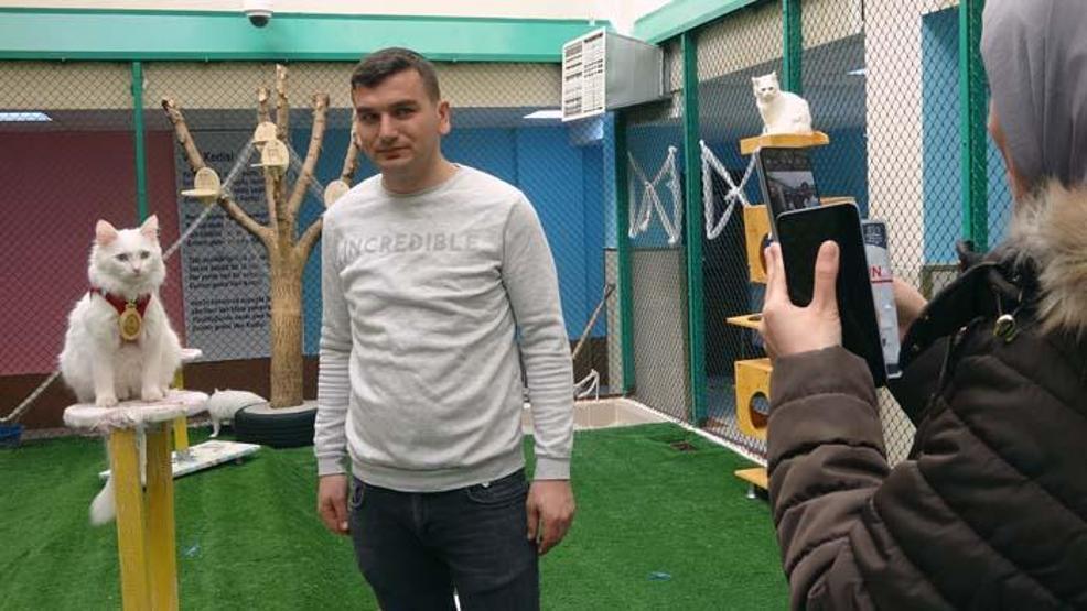 Yılın en güzel Van kedisi ‘Mia’ ilgi odağı