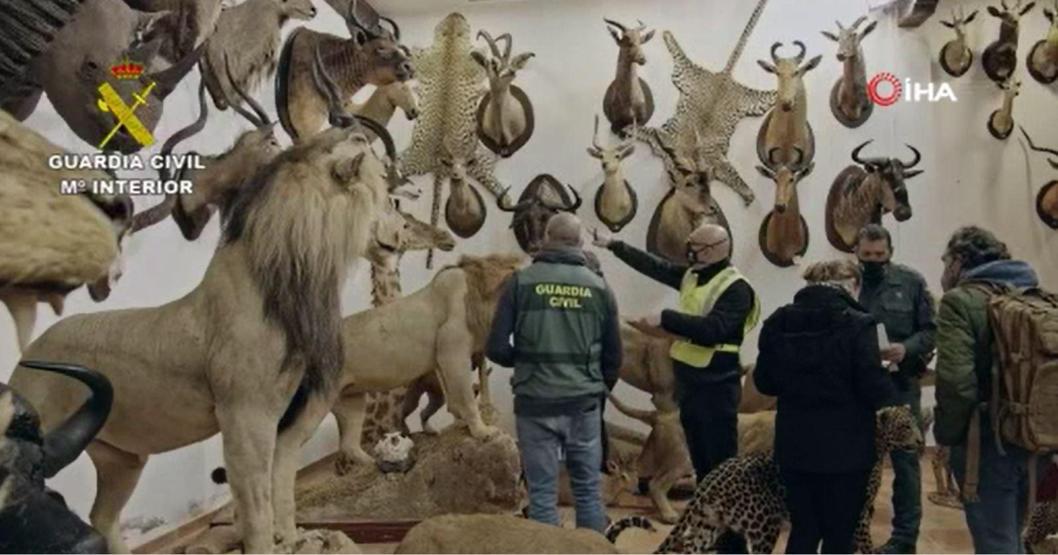 Piyasa değeri 29 milyon euro Binden fazla dondurulmuş hayvan ele geçirildi
