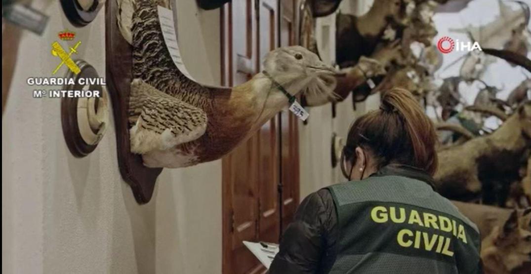 Piyasa değeri 29 milyon euro Binden fazla dondurulmuş hayvan ele geçirildi