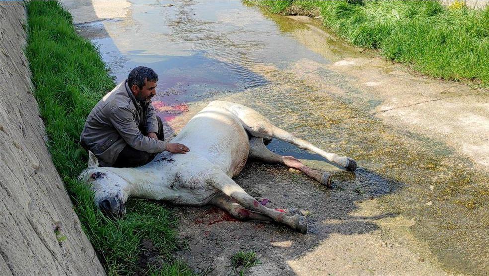Dere yatağına düşen atının başından ayrılmadı