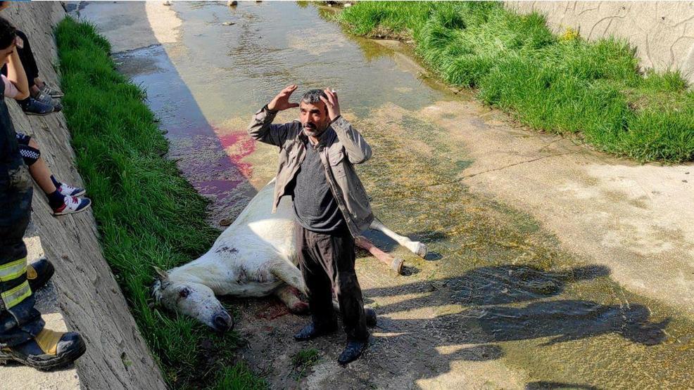 Dere yatağına düşen atının başından ayrılmadı