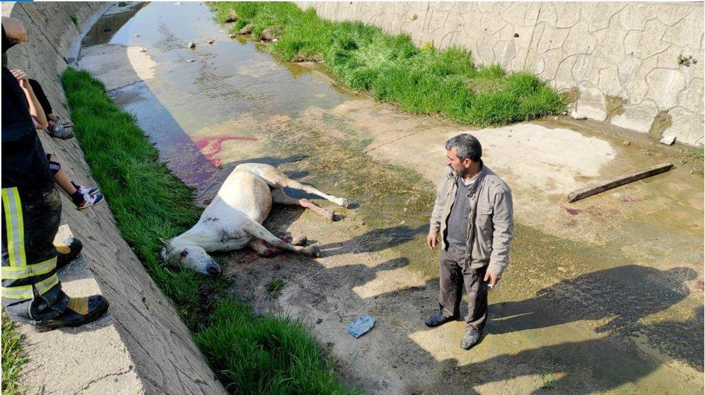 Dere yatağına düşen atının başından ayrılmadı