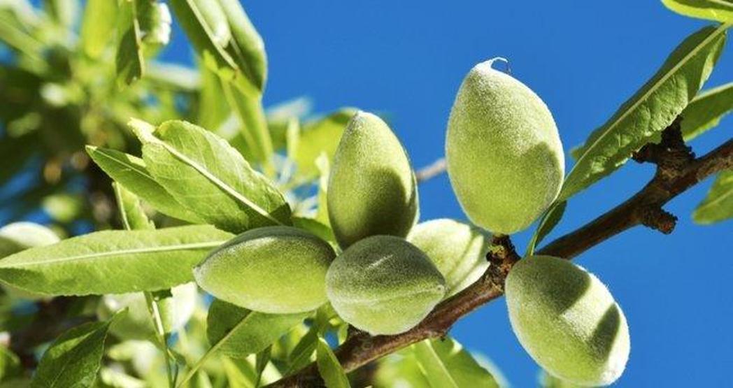 İşte çağlanın bitmeyen faydaları