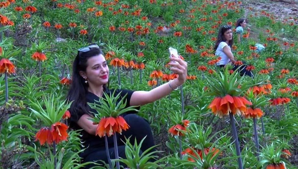 Cezası 109 bin lira olan ters lalelere dokunamadılar