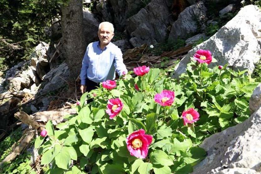 Andırında şakayıklar açtı; koparmanın cezası 109 bin TL