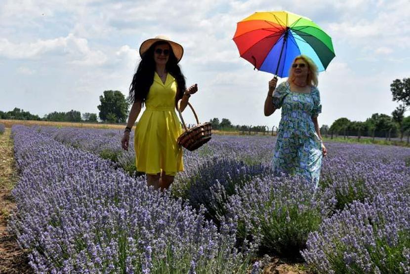 Edirnede lavanta turizmi; otellerde yer kalmadı