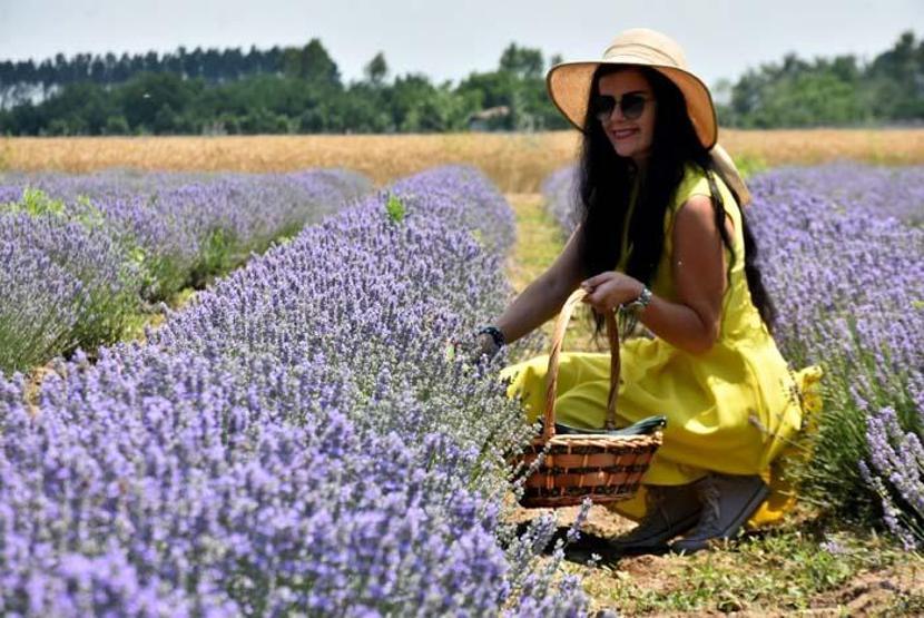 Edirnede lavanta turizmi; otellerde yer kalmadı