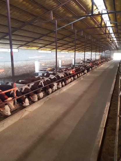 Mandıradan çaldığı 41 büyükbaşı kestiren çoban, 2 milyon TLlik kazanç sağladı
