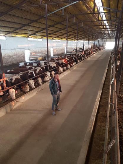 Mandıradan çaldığı 41 büyükbaşı kestiren çoban, 2 milyon TLlik kazanç sağladı