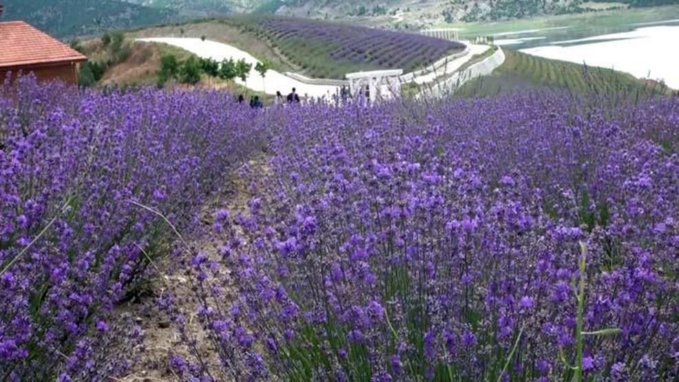 Yozgat’ta ‘mor şölen’ ilgi odağı oldu