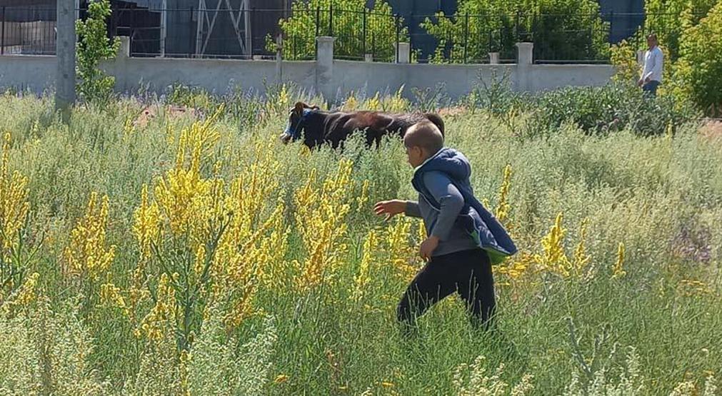 Kurbanlık yakalama timi: Kilometrelerce koştular