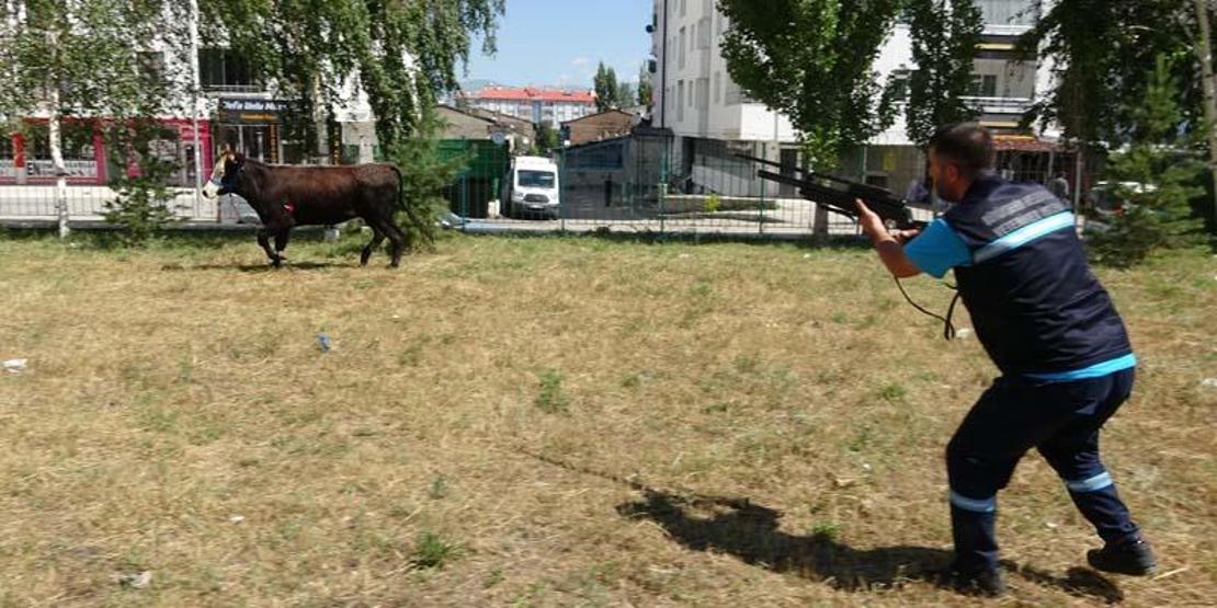 Kurbanlık yakalama timi: Kilometrelerce koştular