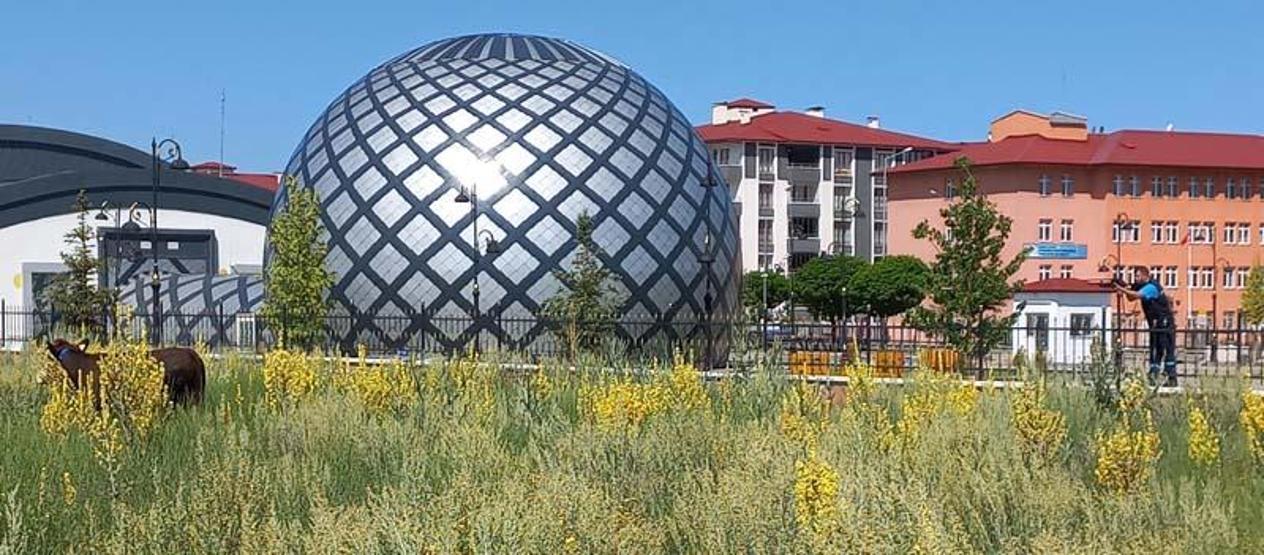 Kurbanlık yakalama timi: Kilometrelerce koştular