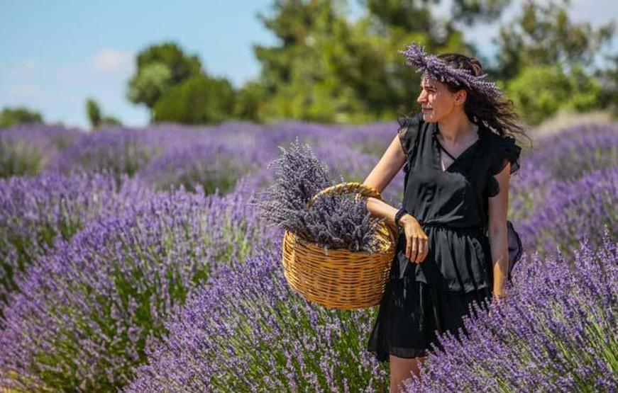 Ota kim bakar denilen mor bahçeler, 47 yıldır geçim kaynağı