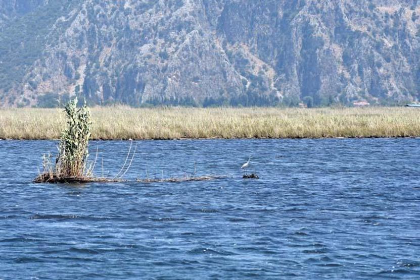 Doğa harikası: Dalyan sazlıkları Manzarayı gören hayran kalıyor