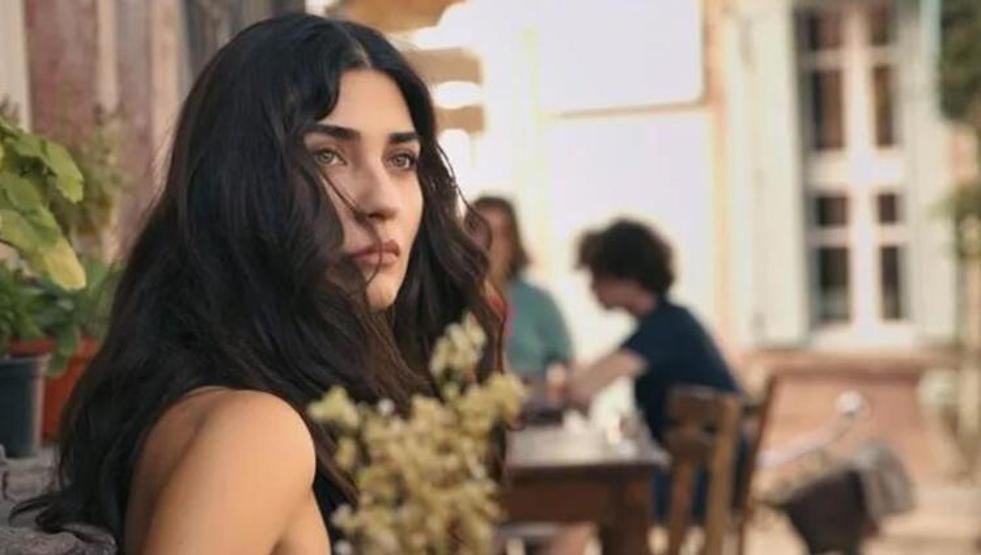 Zeytin Ağacı için geri sayım başladı