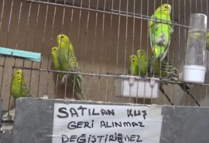 Petshoplar Kasaplar Odasına Bağlandı
