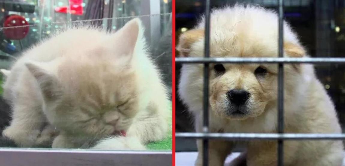Petshoplar Kasaplar Odasına Bağlandı