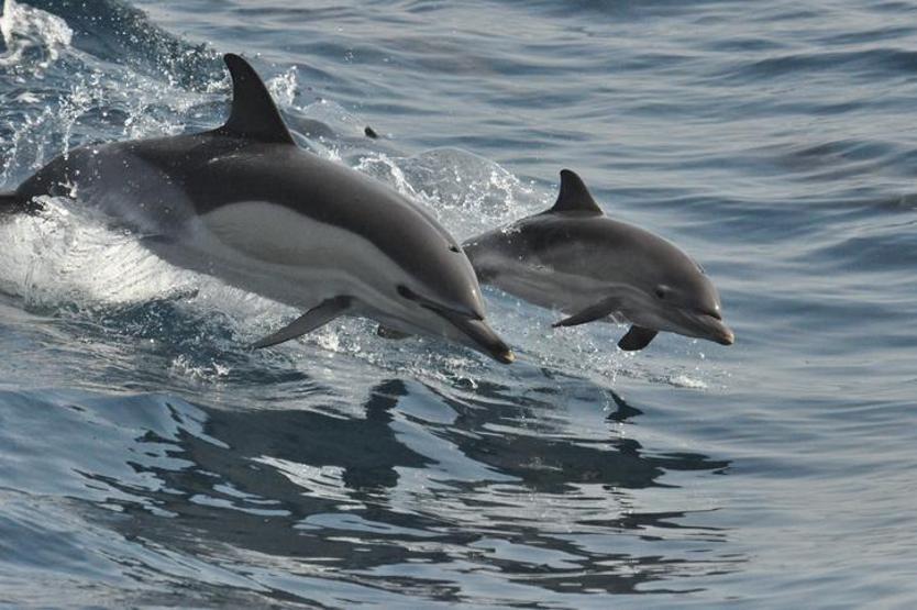 Faroe Adalarında katliam gibi festival: 100 yunus öldürüldü