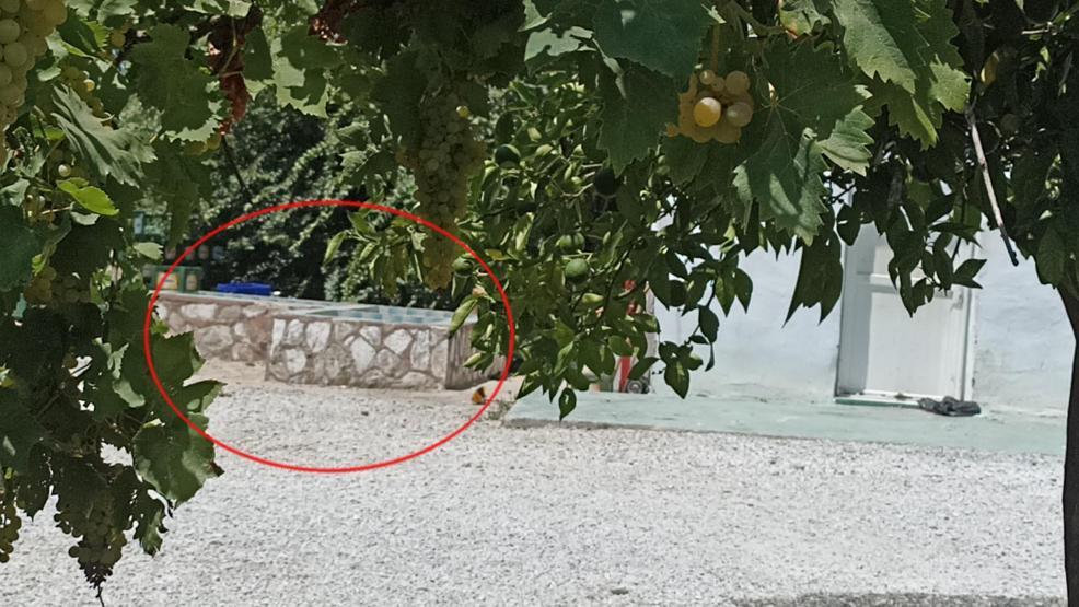 Adli tıp raporu: Zehra, başına sert cisimle vurulması sonucu öldü