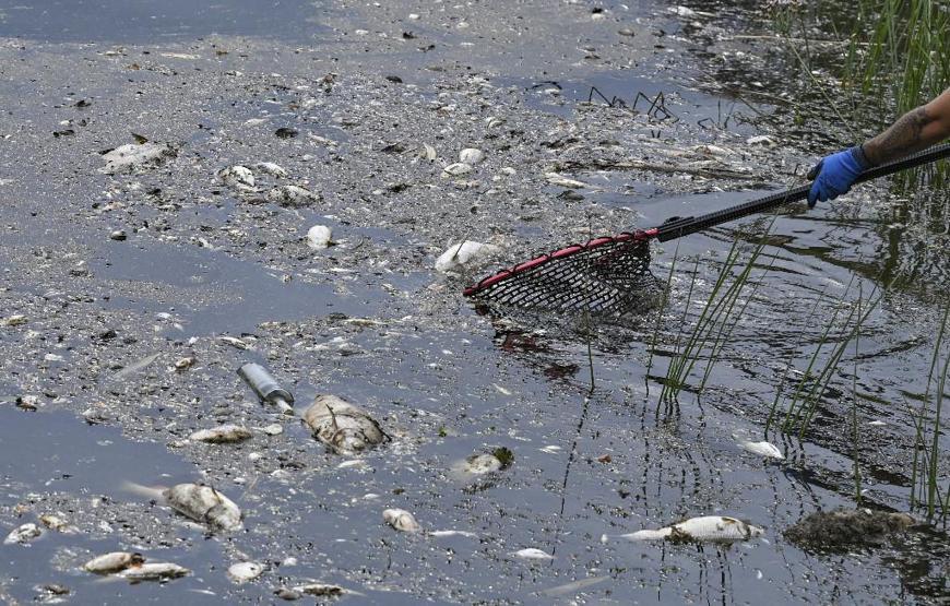 Avrupanın kalbinde felaket: Binlerce balık telef oldu