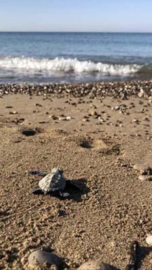 Su sıcaklığı 1 derece düştü, Belekte caretta caretta yuvaları yüzde 61 azaldı
