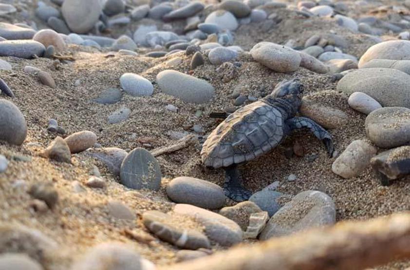 Su sıcaklığı 1 derece düştü, Belekte caretta caretta yuvaları yüzde 61 azaldı