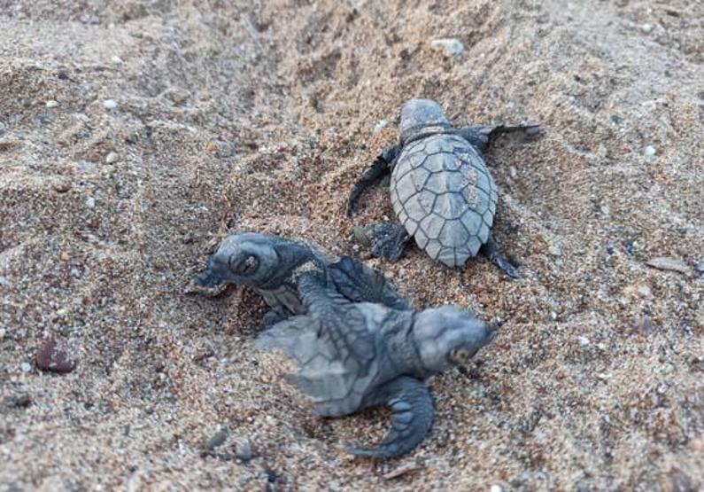 Su sıcaklığı 1 derece düştü, Belekte caretta caretta yuvaları yüzde 61 azaldı