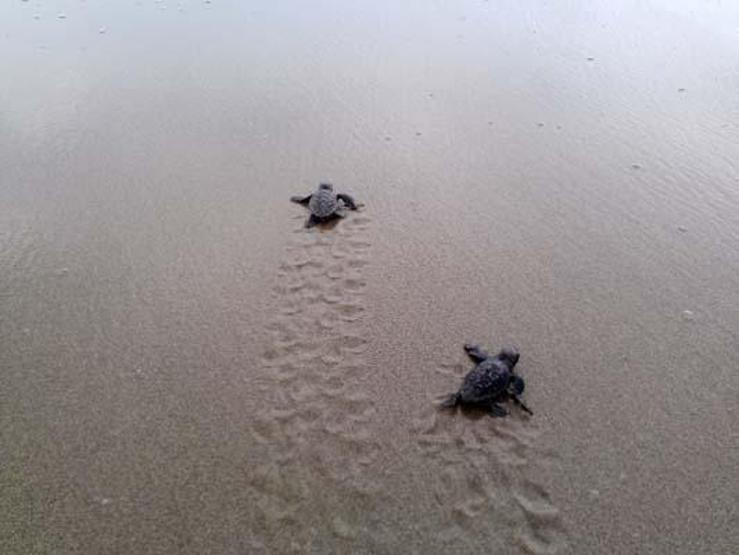 Su sıcaklığı 1 derece düştü, Belekte caretta caretta yuvaları yüzde 61 azaldı