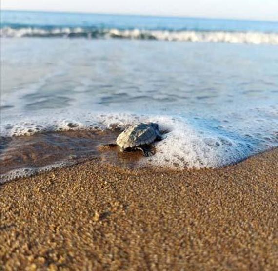 Su sıcaklığı 1 derece düştü, Belekte caretta caretta yuvaları yüzde 61 azaldı